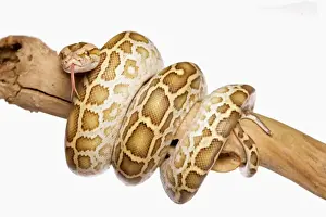 Reptile Photography Studio Impressions: Burmese Python (Python molurus bivittatus) immature, coiled on branch