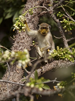 West African Monkeys Impressions: Callithrix Monkey (Cercopithecus sabaeus) young