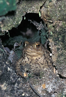 Bufo Bufo Species Impressions: Common Toad (Bufo bufo)