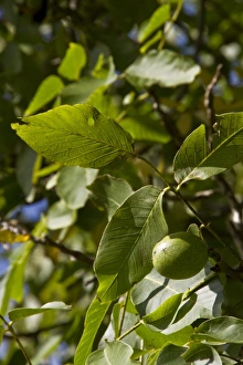 Juglans Regia Images Impressions: Common walnut with fruit