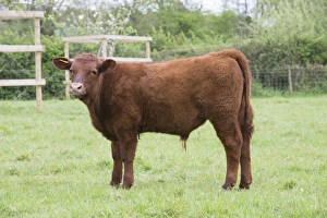 UK Farm Animals Impressions: Domestic Cattle, Red Ruby Devon calf, standing in pasture, Exeter, Devon, England, May