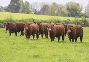 British Farming Practices Impressions: Domestic Cattle, Red Ruby Devon herd, standing in pasture, Exeter, Devon, England, May