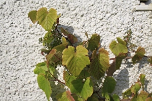 Vitis Vinifera Impressions: Grape (Vitis vinifera) leaves and developing fruit
