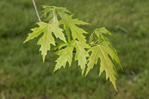 Maple Tree Leaves Impressions: Silver Maple leaf