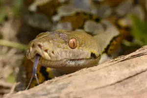 Python Réticulé Impressions: Le python réticulé adulte (Python reticulatus)