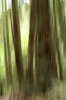 Abstract Tree Photography Impressions: Abstract trees