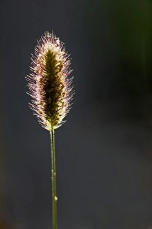 Backlighting In Nature Photos Impressions: Backlit grass