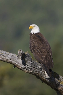 American Raptor Photography Impressions: Bald Eagle