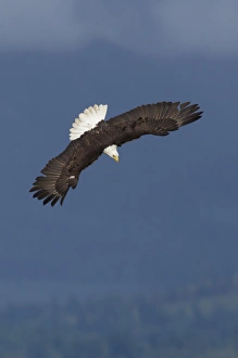 Ken Archer Wildlife Photos Impressions: Bald Eagle Diving