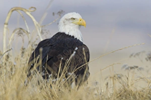 American Bald Eagle Pictures Impressions: Bald Eagle on the ground