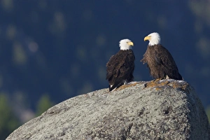 Ken Archer Wildlife Photos Impressions: Bald Eagle Pair