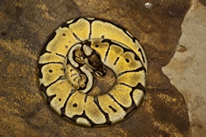 Impression encadrée : Morphe de python à boule, Python regius.