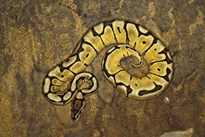 Morphe de python à boule, Python regius.