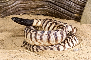 Impressions de Python à tête noire, Aspidites melanocephalus, originaire d'Australie Mélanocéphale Impressions: Le python à tête noire, Aspidites melanocephalus, originaire d'Australie.