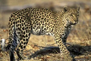 African Leopard Images Impressions: Botswana, Moremi