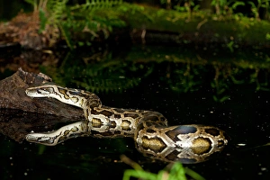 Le Python de Birmanie, Python molurus bivittatus, Originaire de Chine et de Malaisie.