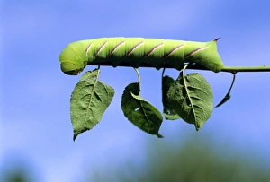 Nature Close Up Impressions: Caterpiller on a leafstem of a tree
