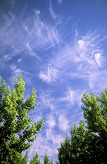 Blue Sky Images Impressions: Cirrus clouds