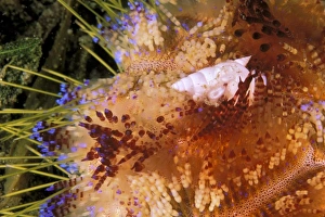 Marine Life Impressions: Close up of shell on fire urchin