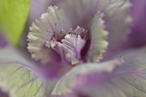 Close Up Flora Impressions: Decorative cabbage