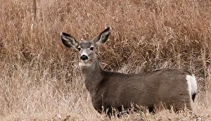 Nature Photography Tips Impressions: Deer looking at camera
