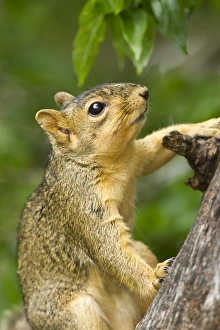 Eastern Fox Squirrel Impressions: Eastern Fox Squirrel (Sciurus niger) on tree trunk