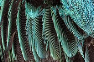 Bird Photography Close Up Impressions: Feather pattern