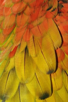 Colorful Parrot Pictures Impressions: Feather pattern on Macaw