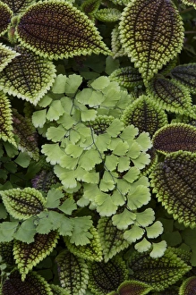Flora And Fauna Photography Impressions: Fern pattern