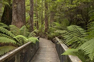 Tasmanian Wilderness Walks Impressions: Footpath Through