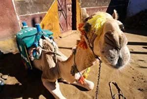 Egyptian Desert Impressions: A friendly camel