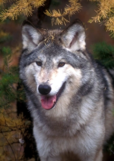 Impressions de Le loup gris sous un arbre Images datées de 2016 mai: Loup gris sous un arbre.