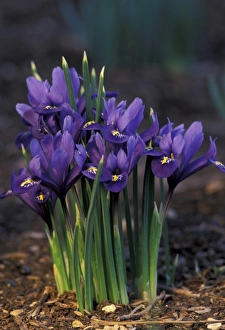 Purple Iris Flower Impressions: Iris