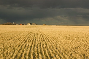 Environmentally Friendly Farming Practices Impressions: 02