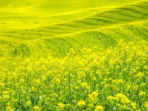 Palouse Landscape Impressions: Patterns in canola fields