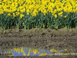 Paysage Impressions: Les rangées de daffodils en réflexion.