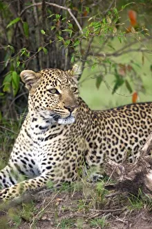 Leopard Conservation Efforts Impressions: Leopard (Panthera