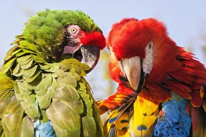 Colorful Parrots Impressions: Two Macaws preening