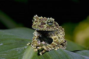 Theloderma Corticale Impressions: Mossy Treefrog, Theloderma corticale, Native to Vietnam