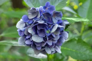 Blue Flowers Impressions: Blue bigleaf hydrangea