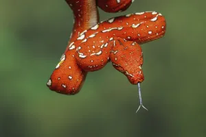 Green Tree Python Impressions: Juvenile Green tree python