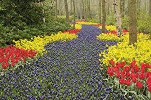 Grape Hyacinth Blooms Impressions: Pathway of Grape