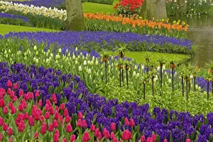 Grape Hyacinth Blooms Impressions: Pattern of tulips