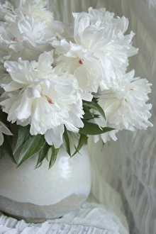 White Peony Flower Impressions: Peony Study