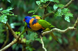 Parrot Species Identification Impressions: Rainbow Lorikeets
