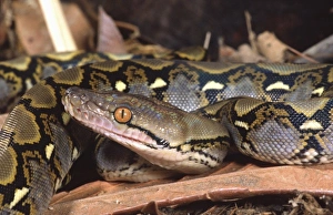 Reticulated Python Impressions: Reticulated Python, Python reticulatus, Native to Tropical Indo China