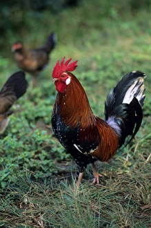 Farmyard Birds Impressions: Rooster