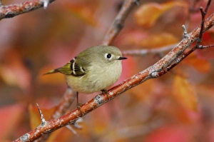 Autumn Woodland Scenes Impressions: Ruby-crowned Kinglet, Regulus calendula, adult in Black Hawthorn, Grand Teton NP