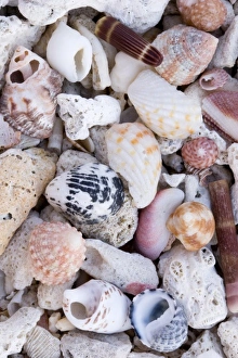 Beach Shells Impressions: Shells on the beach