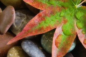 Autumn Colored Leaves Impressions: Smooth rocks and fall-colored maple leaf